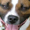 NEWS: House passes bill to ban breed specific legislation