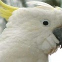 NEWS: The case of the cursing cockatoo comes to a close