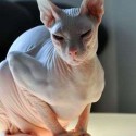 PETS: Bizarre Breeds – The Strangest Dogs and Cats