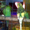 NEWS: RI officials warn of diseased parrots, other birds
