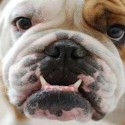NEWS: Bill preventing ban on dog breeds passes Assembly